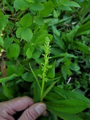 Platanthera stricta