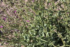 Mirabilis ovata