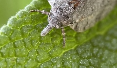 Isotenes miserana
