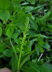Platanthera stricta