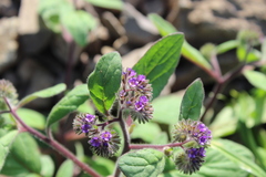 Phacelia brachyantha