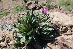 Cistanthe grandiflora
