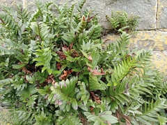 Asplenium obtusatum