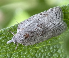 Isotenes miserana