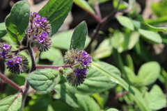 Phacelia brachyantha