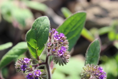 Phacelia brachyantha