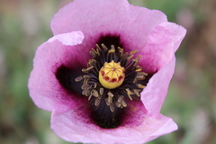 Papaver somniferum