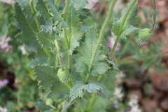 Papaver somniferum