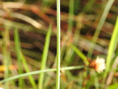 Fimbristylis tetragona