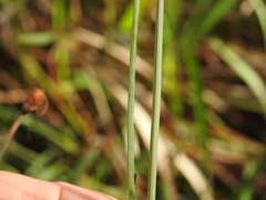 Fimbristylis tetragona