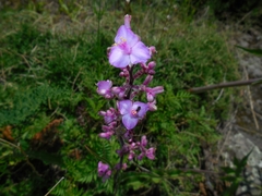 Thyrsanthemum floribundum