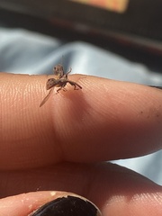 Anthonomus quadrigibbus