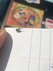 Anthonomus quadrigibbus