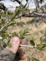 Cercocarpus ledifolius