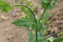 Moscharia pinnatifida