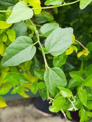 Cocculus hirsutus