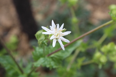 Moscharia pinnatifida