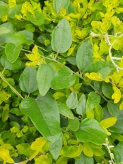 Cocculus hirsutus