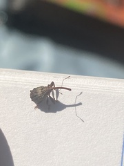 Anthonomus quadrigibbus