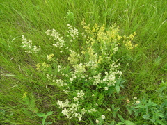 Galium × pomeranicum