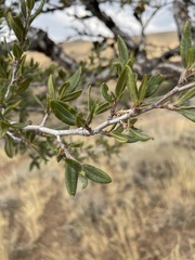 Cercocarpus ledifolius
