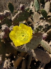 Opuntia leucotricha