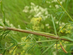 Galium × pomeranicum