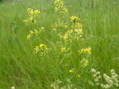 Galium × pomeranicum