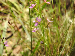 Stylidium debile