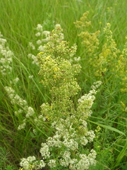 Galium × pomeranicum