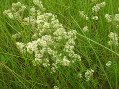Galium × pomeranicum