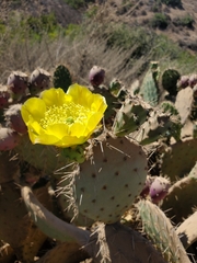 Opuntia leucotricha