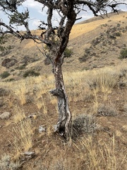 Cercocarpus ledifolius