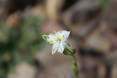 Trichopetalum plumosum