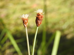 Fimbristylis tetragona