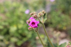 Mirabilis ovata