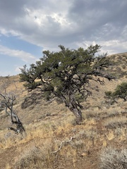 Cercocarpus ledifolius