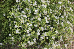 Moscharia pinnatifida