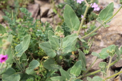 Mirabilis ovata