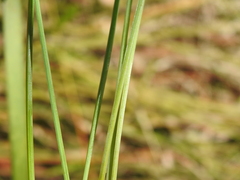 Fimbristylis tetragona