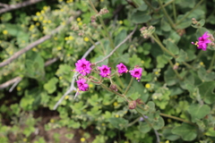 Mirabilis ovata