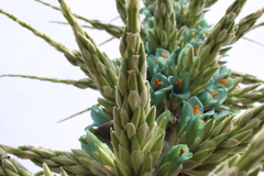 Puya alpestris