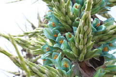 Puya alpestris