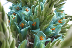 Puya alpestris