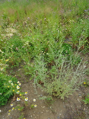 Artemisia nitrosa