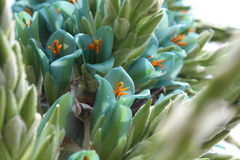 Puya alpestris