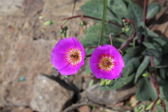 Cistanthe grandiflora