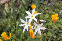 Leucocoryne ixioides