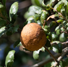 Andricus quercuscalifornicus