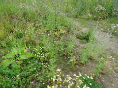Cirsium arvense integrifolium